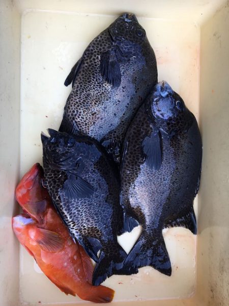 伊豆下田フィッシング 釣果