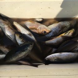 伊豆下田フィッシング 釣果