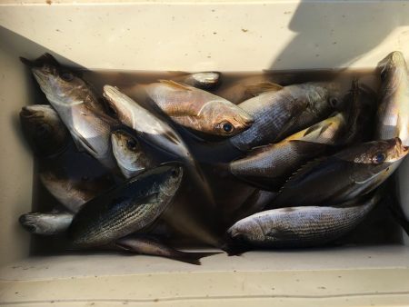 伊豆下田フィッシング 釣果