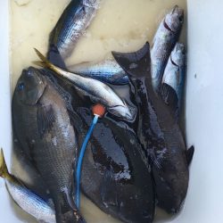 伊豆下田フィッシング 釣果