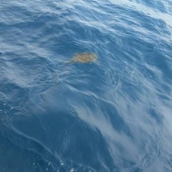 第五慶門丸 釣果