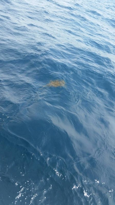 第五慶門丸 釣果