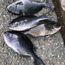 伊豆下田フィッシング 釣果