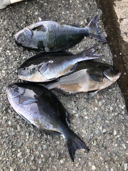 伊豆下田フィッシング 釣果