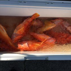 伊豆下田フィッシング 釣果