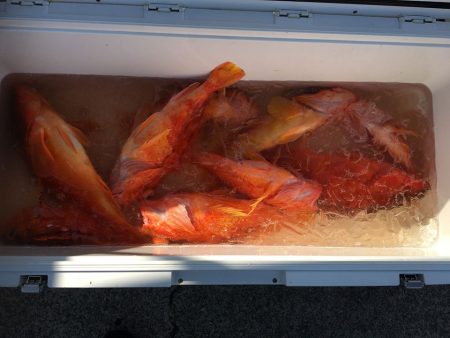 伊豆下田フィッシング 釣果