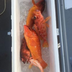 伊豆下田フィッシング 釣果