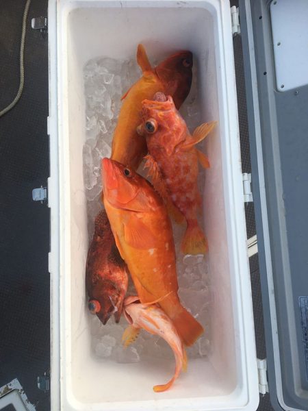 伊豆下田フィッシング 釣果