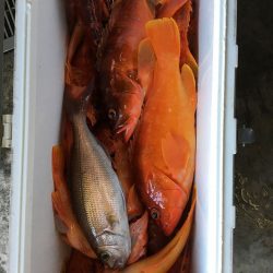 伊豆下田フィッシング 釣果