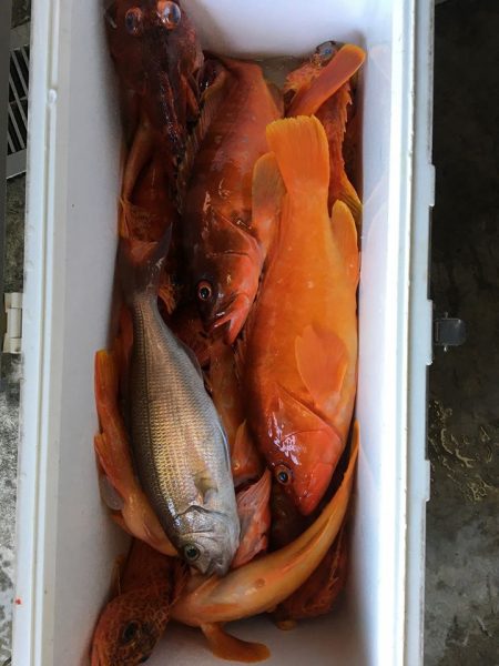 伊豆下田フィッシング 釣果