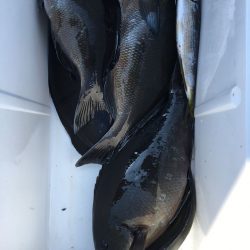 伊豆下田フィッシング 釣果