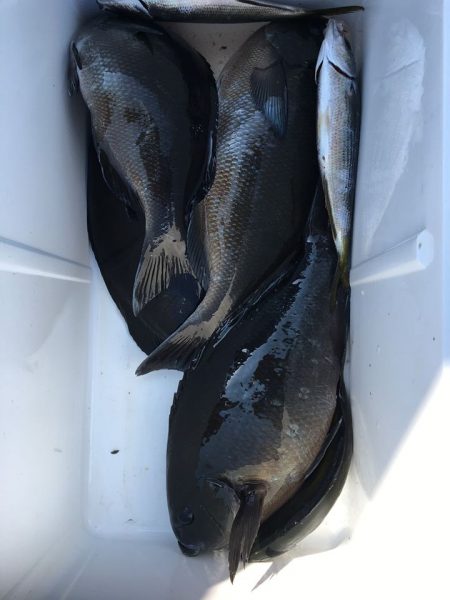 伊豆下田フィッシング 釣果