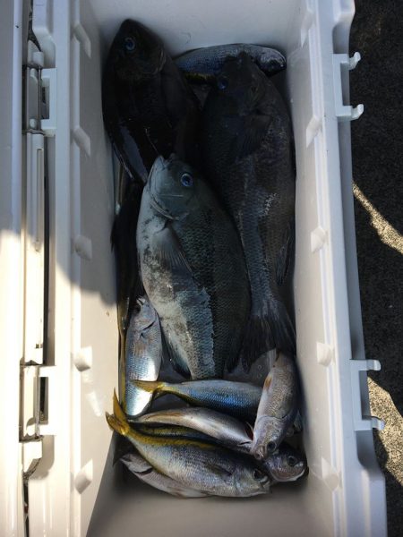 伊豆下田フィッシング 釣果