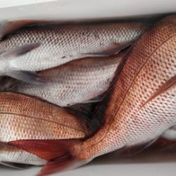 遊漁船 新鋭丸 釣果