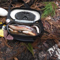 会津大川（会津非出資漁業協同組合） 釣果