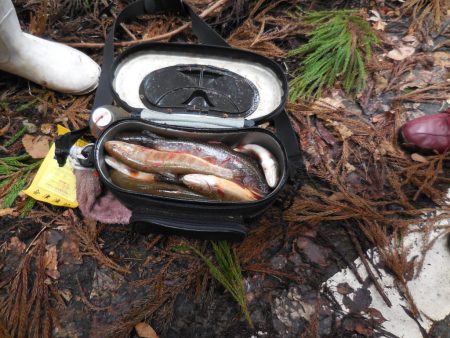 会津大川（会津非出資漁業協同組合） 釣果