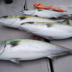 牛若丸 釣果