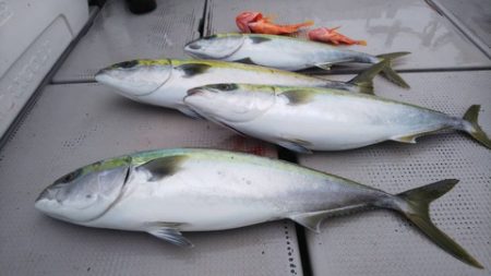 牛若丸 釣果