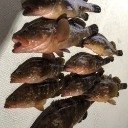 Magic（マジック） 釣果