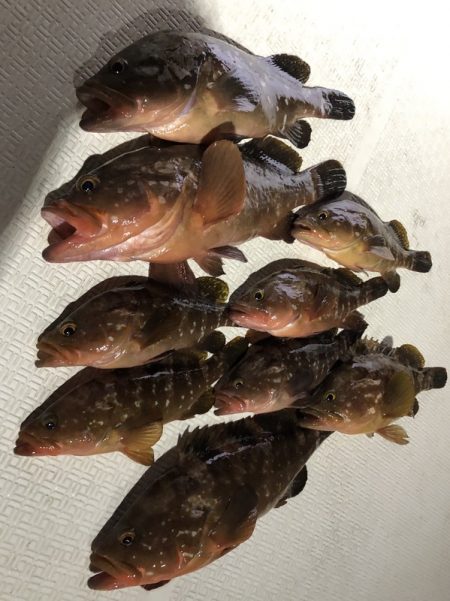 Magic（マジック） 釣果