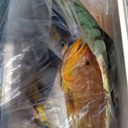 遊漁船 新鋭丸 釣果