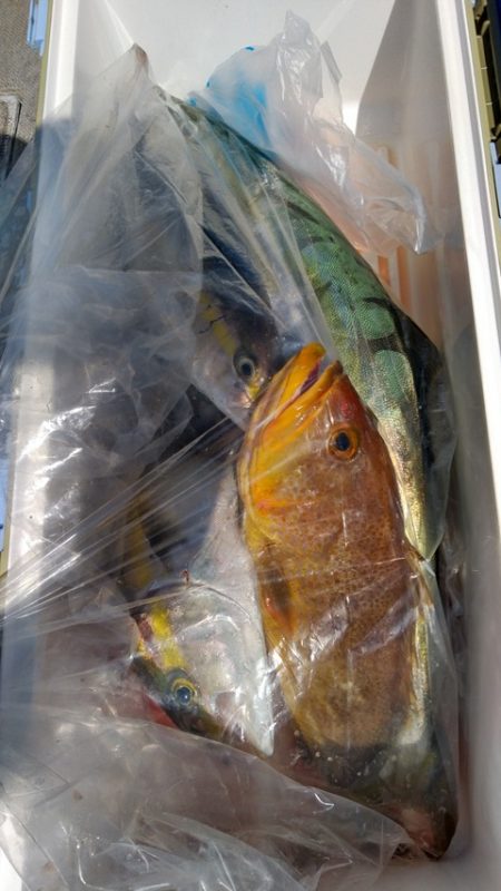 遊漁船 新鋭丸 釣果