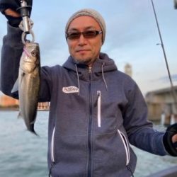 シーマジカル 釣果