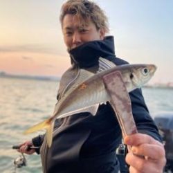 シーマジカル 釣果