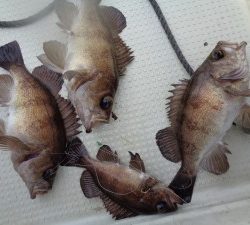 兼六丸 釣果