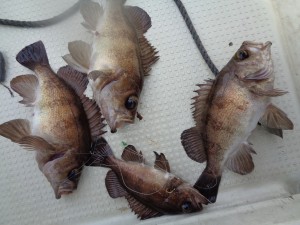 兼六丸 釣果