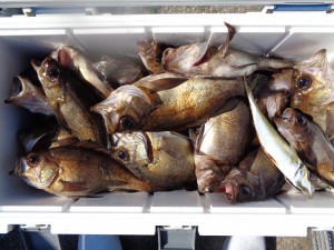 兼六丸 釣果