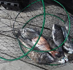 バラモン1号 釣果