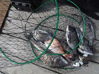 バラモン1号 釣果