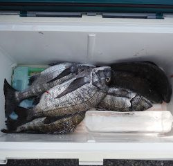 バラモン1号 釣果