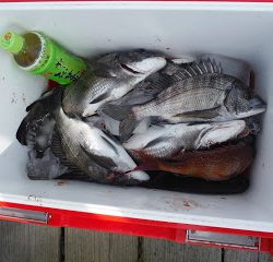 バラモン1号 釣果