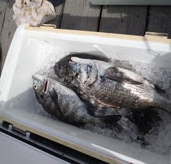 バラモン1号 釣果