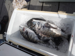 バラモン1号 釣果