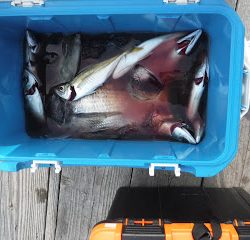 バラモン1号 釣果