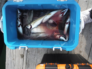 バラモン1号 釣果