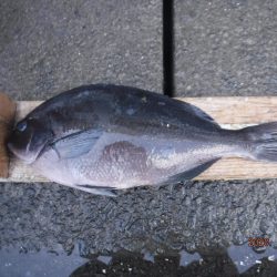 伊豆下田フィッシング 釣果