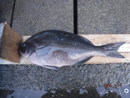伊豆下田フィッシング 釣果