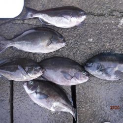 伊豆下田フィッシング 釣果