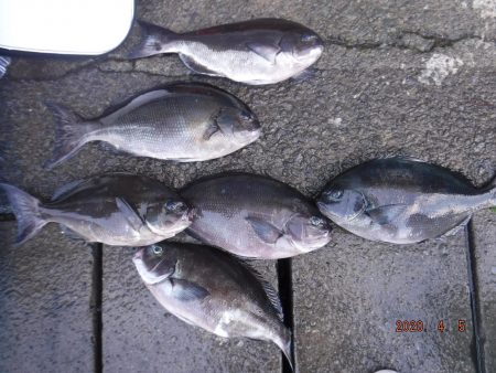 伊豆下田フィッシング 釣果
