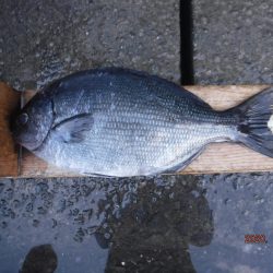 伊豆下田フィッシング 釣果