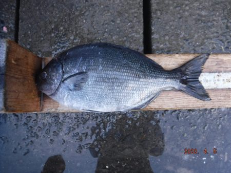 伊豆下田フィッシング 釣果