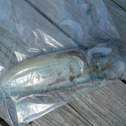 こかわ渡船　雅丸 釣果