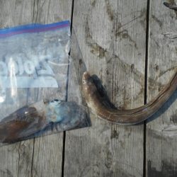 こかわ渡船　雅丸 釣果