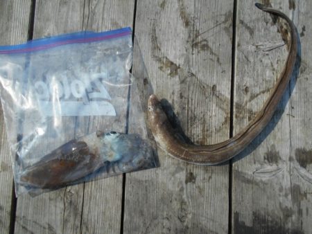 こかわ渡船　雅丸 釣果