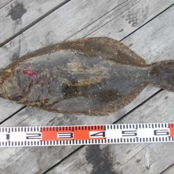 こかわ渡船　雅丸 釣果