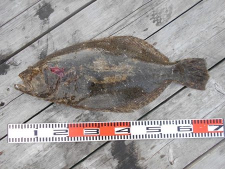 こかわ渡船　雅丸 釣果